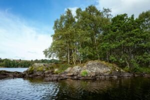 Forestry Seo