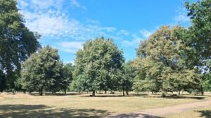 Forestry Seo