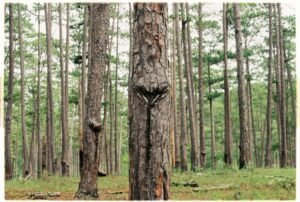 Forestry Seo
