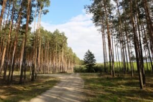 Forestry Seo