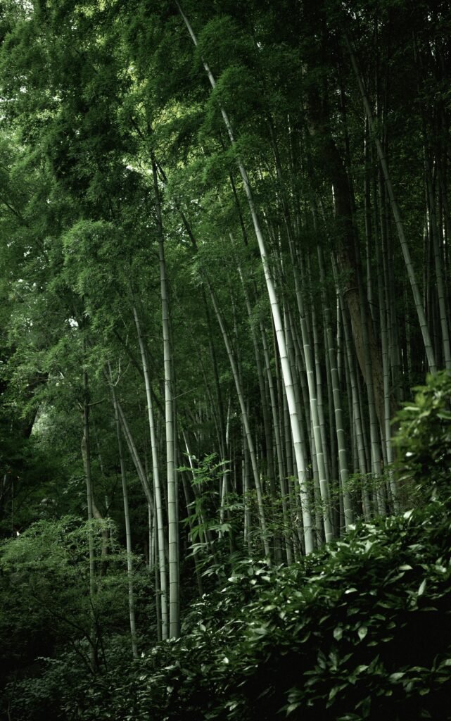 Forestry seo