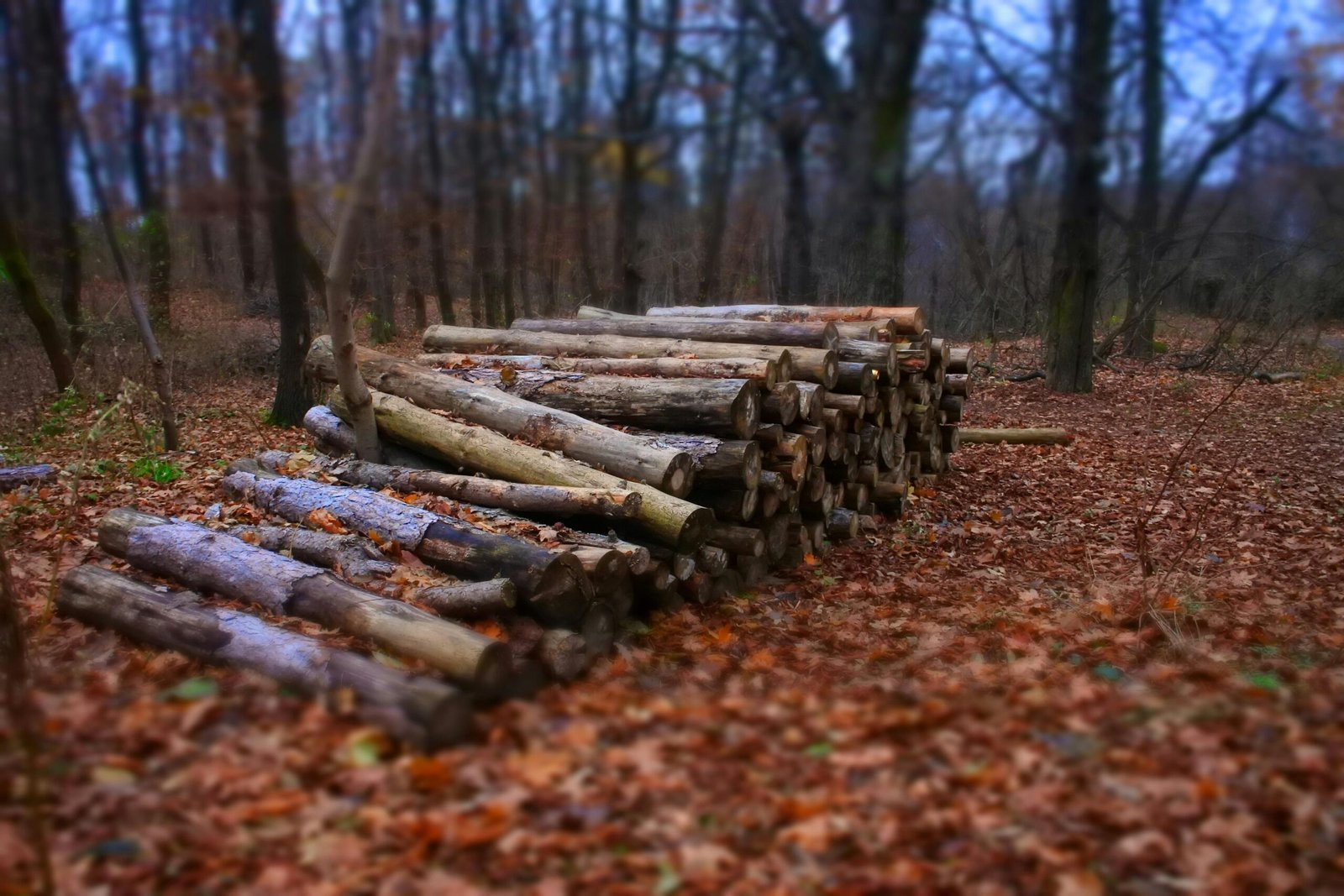 Forestry SEO