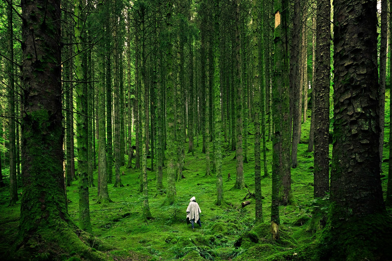 Forestry seo
