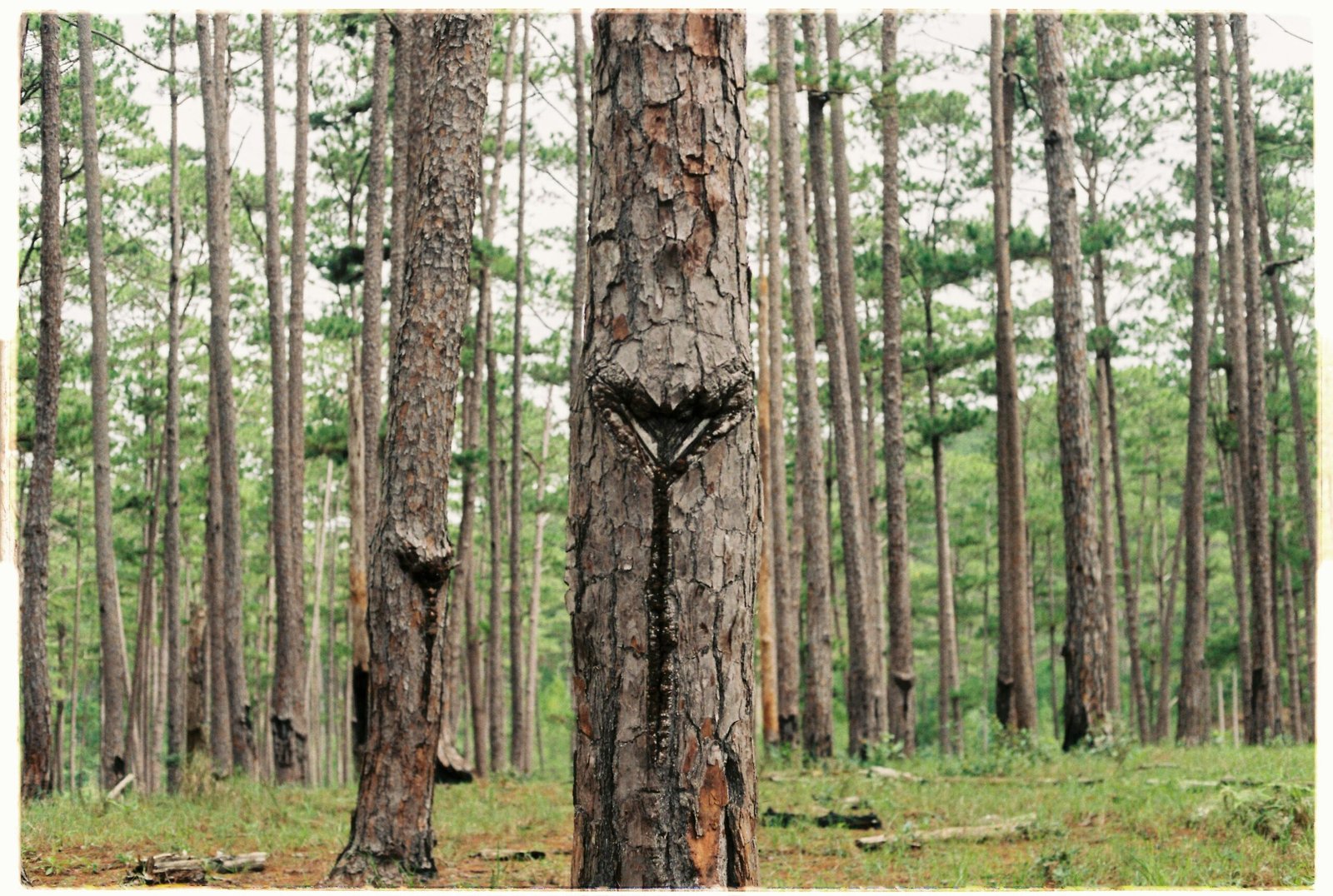 Forestry Seo